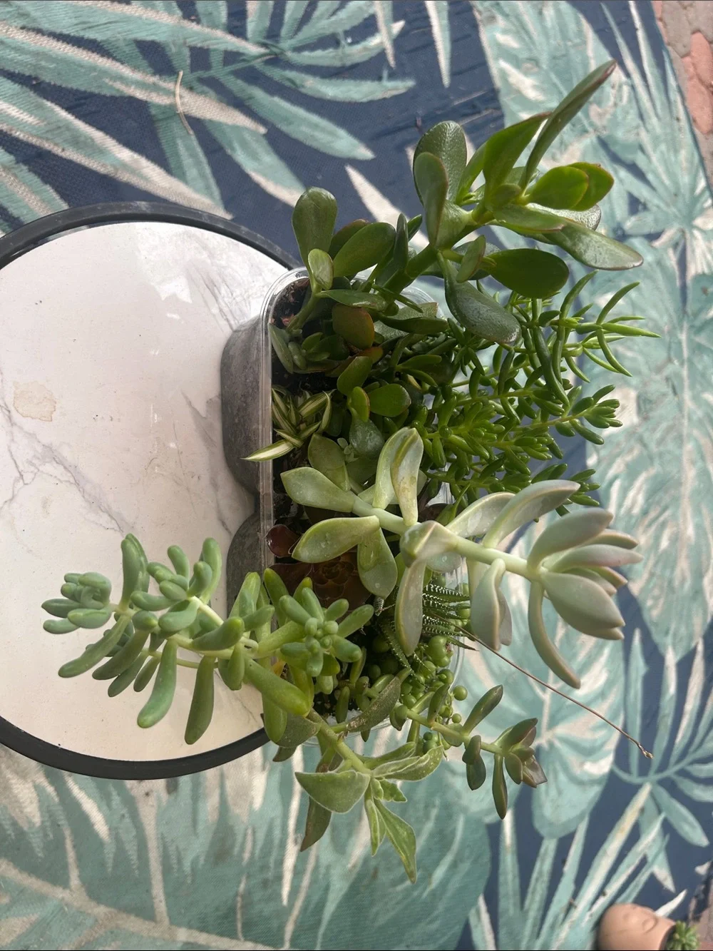 Succulent Mixed Planter - Green